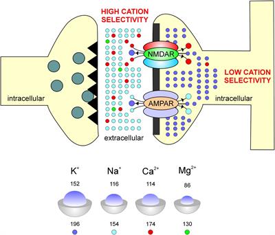 Frontiers A Model For Predicting Cation Selectivity And Permeability In AMPA And NMDA